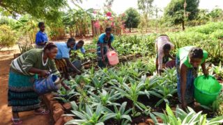 Zu wissen, wie man Obst und Gemüse anbaut, ist in Mosambik enorm wichtig. Deshalb gehört auch dieses Thema in Nametória zum Unterricht für die Frauen. Foto. Sr. Leila de Souza / SMMP